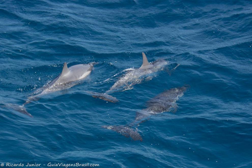 Imagem de vários golfinhos nas águas claras de Fernando de Noronha.